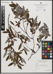 Foto von Salix L.
